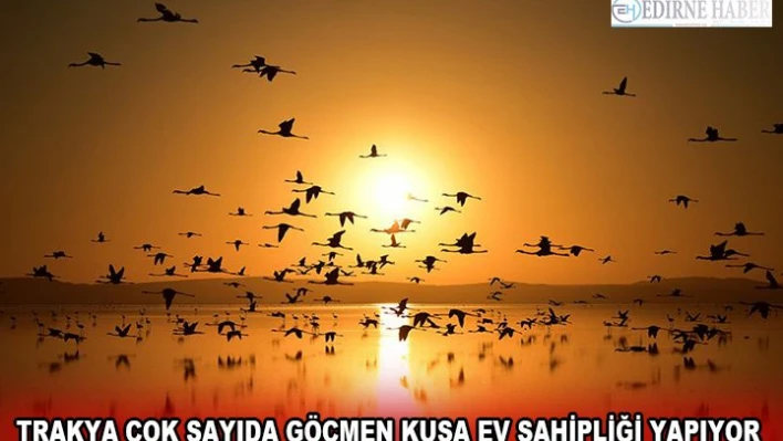 TRAKYA ÇOK SAYIDA GÖÇMEN KUŞA EV SAHİPLİĞİ YAPIYOR
