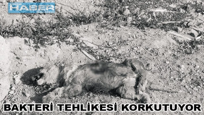 'Bakteri tehlikesi korkutuyor'