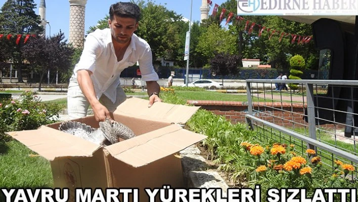 Yavru martı yürekleri sızlattı