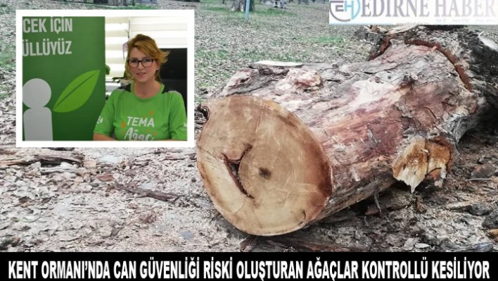 Edirne Kent Ormanı'nda can ve mal güvenliği riski oluşturan ağaçlar kontrollü kesiliyor