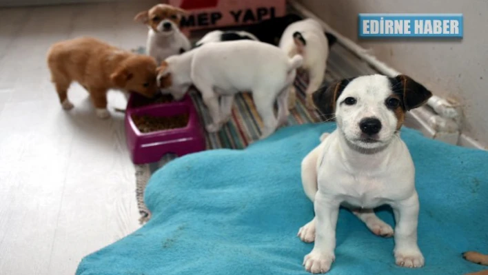 15 Köpek açık arttırma ile satılacak