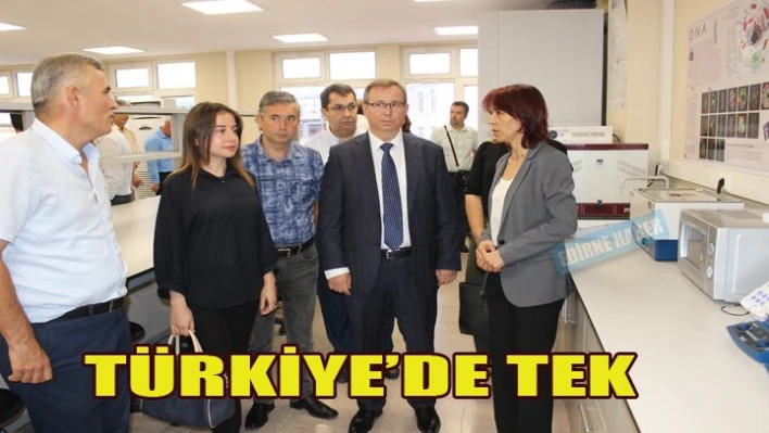 Tohumun saflığını inceleyecek