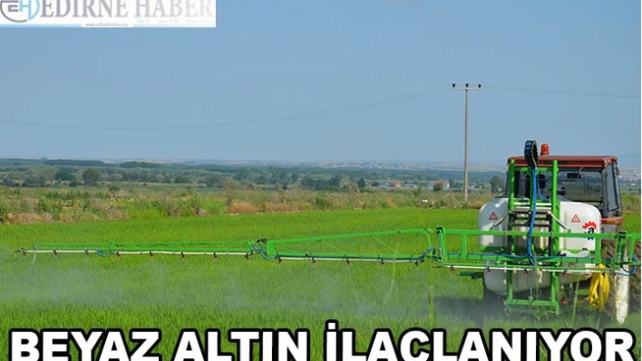 Beyaz Altın İlaçlanıyor