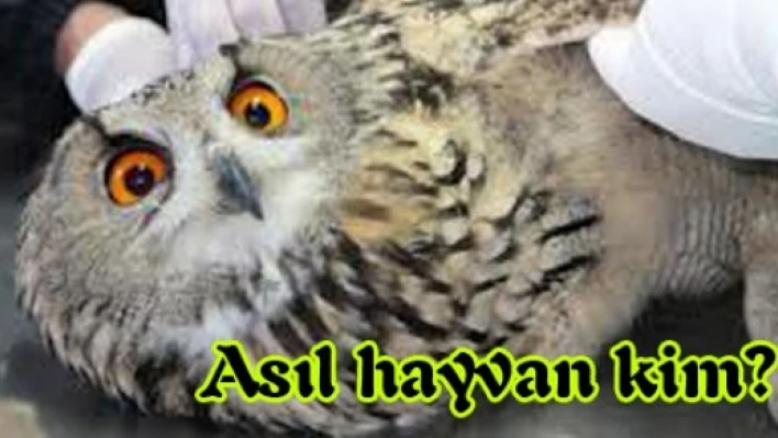 Asıl hayvan kim?