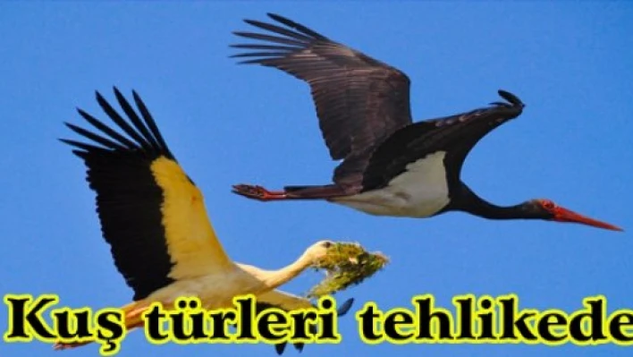  Kuş türleri tehlikede