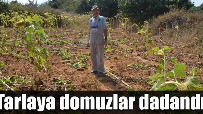 DomuzlukÂ  yaptılar