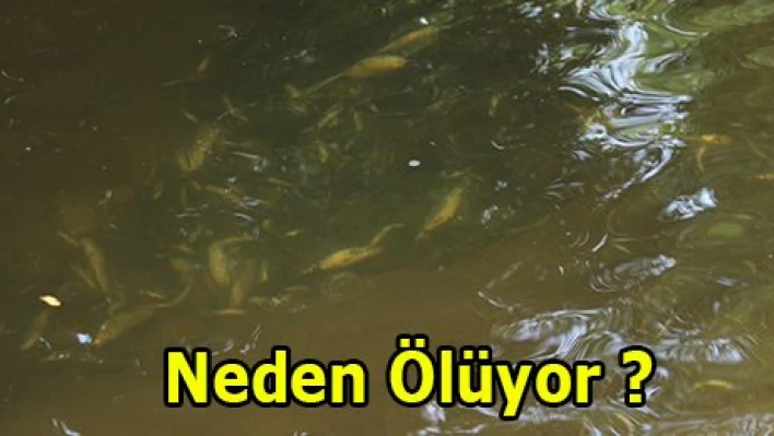 Neden ölüyor?