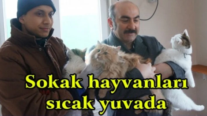 Sokak hayvanları sıcak yuvada