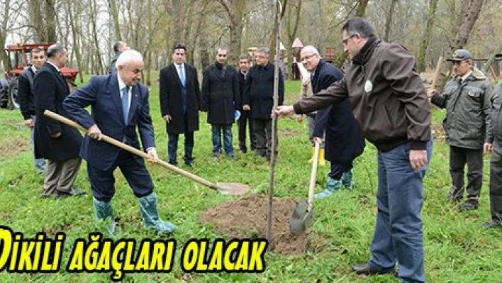 Dikili ağaçları olacak