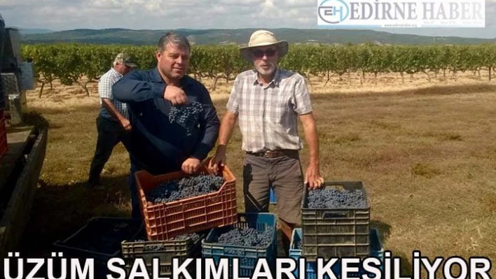 Üzüm Salkımları Kesiliyor