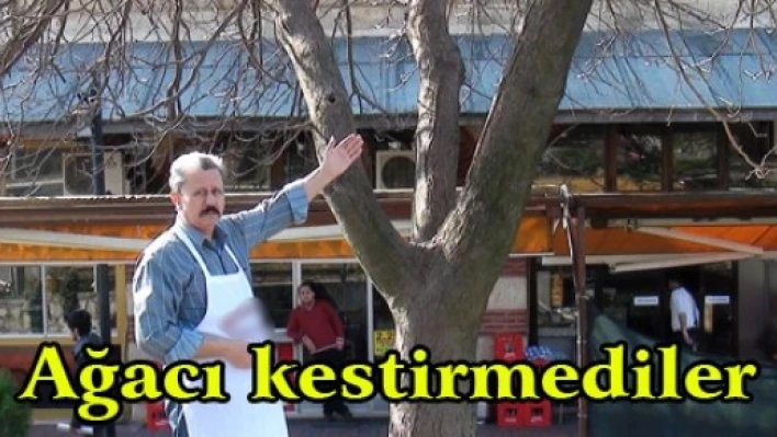 Ağacı kestirmediler