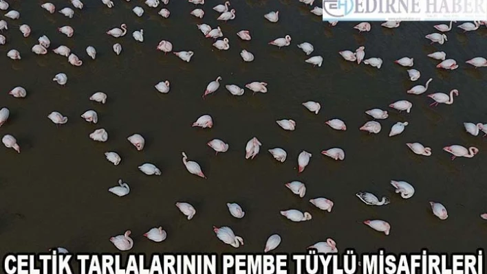 Çeltik tarlalarının pembe tüylü misafirleri