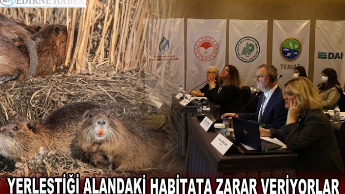 SU MAYMUNLARI YERLEŞTİĞİ ALANDAKİ HABİTATA ZARAR VERİYOR