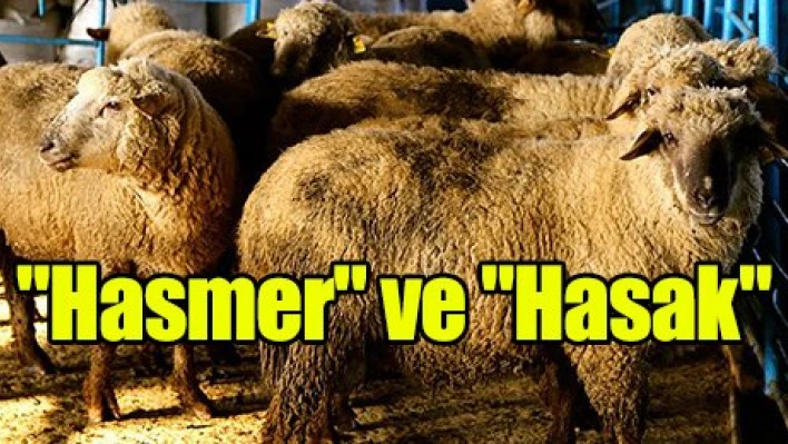 'Hasmer' ve 'Hasak'