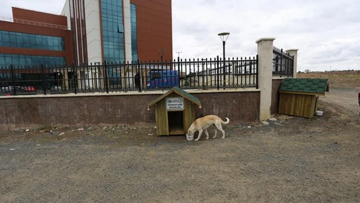 Kedi ve köpek evleri konuldu