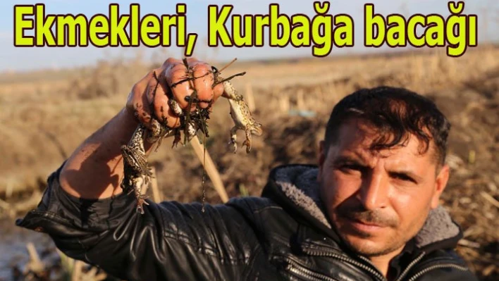 Ekmeklerini kurbağa bacağından kazanıyorlar