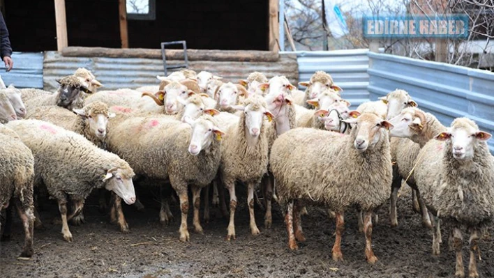 Şap karantinası