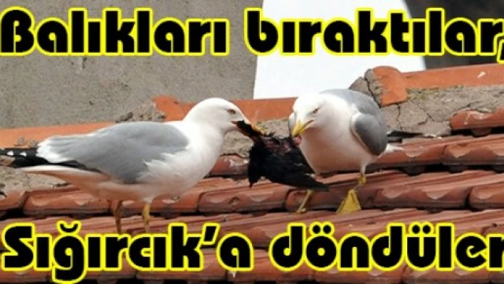 Balıkları bıraktılar, Sığırcık'a döndüler