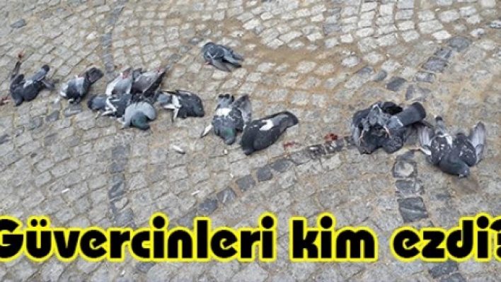 Güvercinleri kim ezdi?