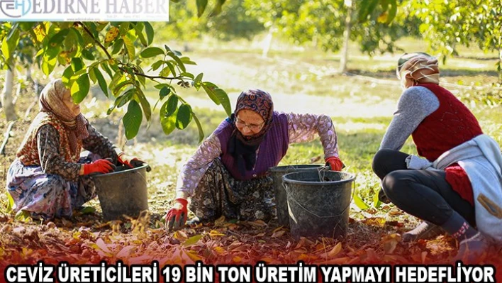 CEVİZ ÜRETİCİLERİ 19 BİN TON ÜRETİM YAPMAYI HEDEFLİYOR