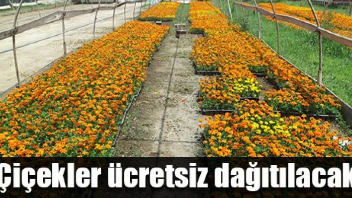 Ücretsiz çiçek dağıtılacak