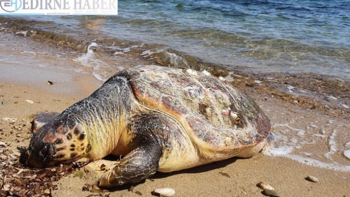 Caretta caretta sahilde ölü bulundu