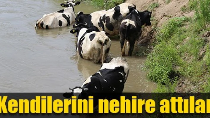 İnekler de bunaldı