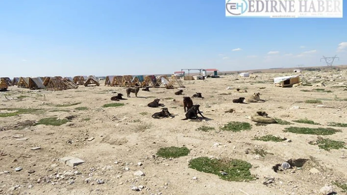 300'e yakın köpeğin kaybolduğu iddiası