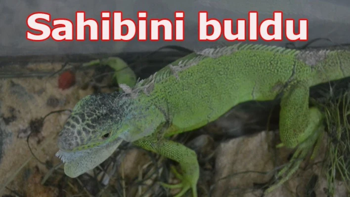 Sahiplendiler