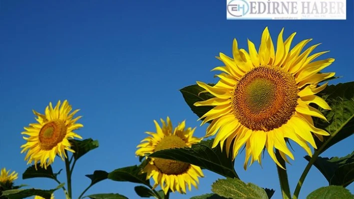 Üreticiler ayçiçeği fiyatlarından memnun