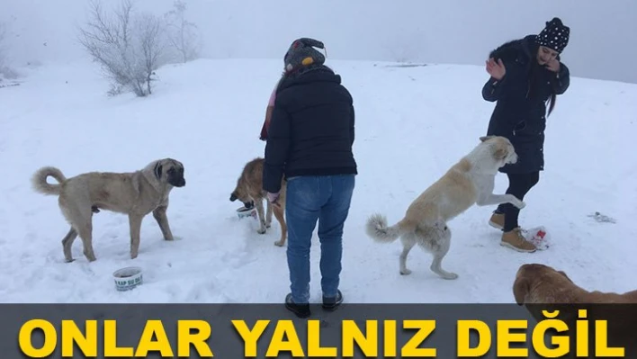 Aç kalmadılar