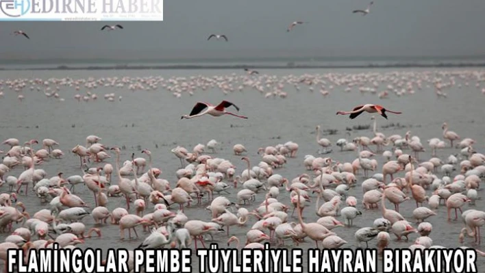 Gala Gölü'nün 'pembe tüylü misafirleri' izleyenleri hayran bırakıyor