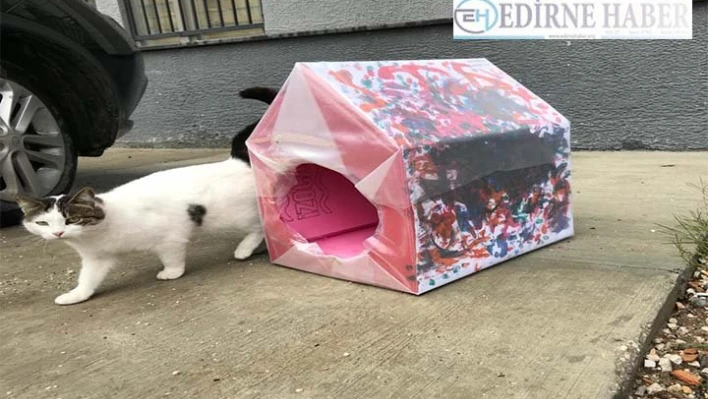 Üniversite öğrencileri 'özel çocuklarla' kedi evi yaptı
