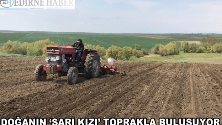Doğanın 'Sarı kızı' toprakla buluşuyor