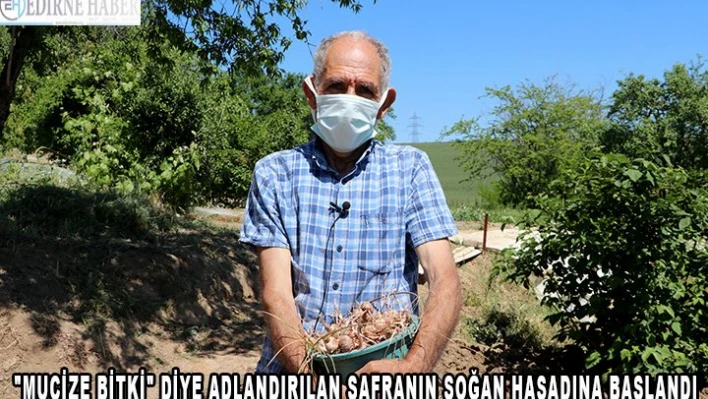 'Mucize bitki' diye adlandırılan safranın soğan hasadına başlandı