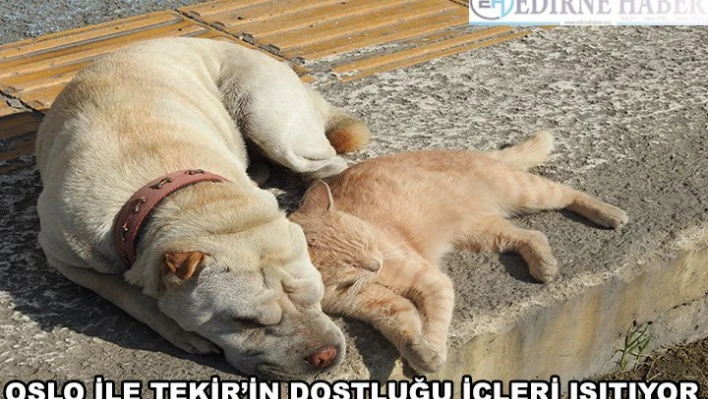 Kedi-köpek dostluğundan içleri ısıtan görüntü