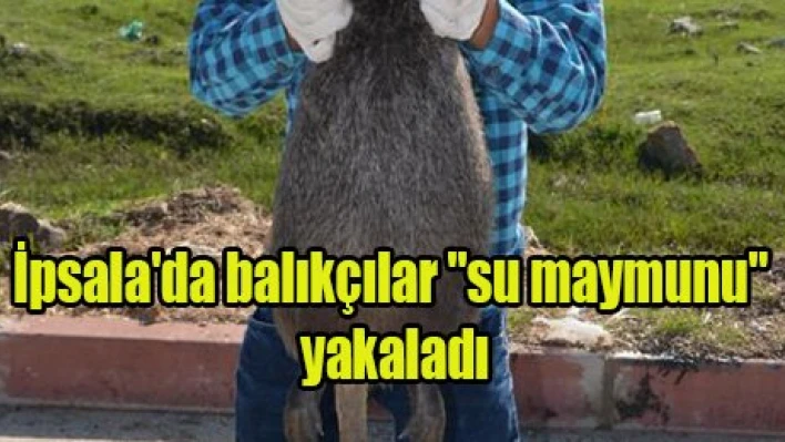 İpsala'da balıkçılar 'su maymunu' yakaladı