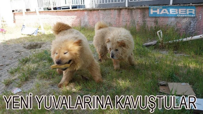 Yeni yuvalarına kavuştular