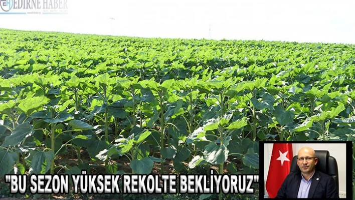 'Bu sezon yüksek rekolte bekliyoruz'