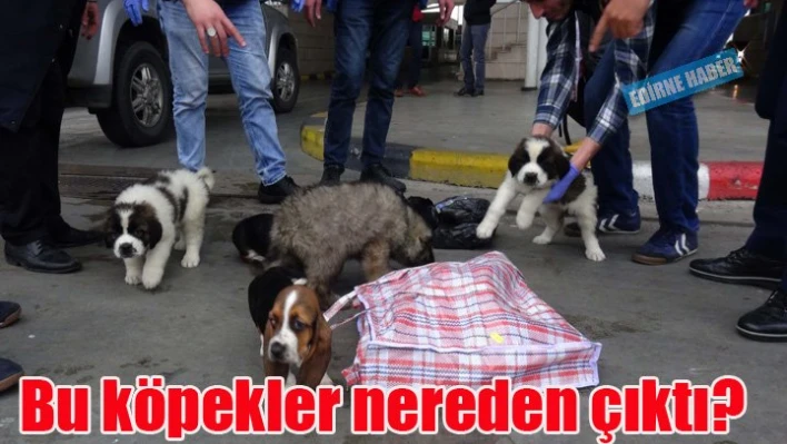 Pazar çantasında köpek yavrusu