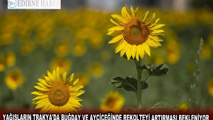 Yağışların Trakya'da buğday ve ayçiçeğinde rekolteyi artırması bekleniyor
