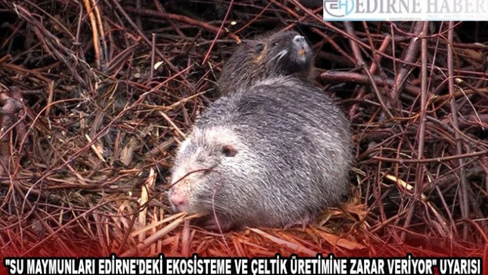 'Su maymunları Edirne'deki ekosisteme ve çeltik üretimine zarar veriyor' uyarısı