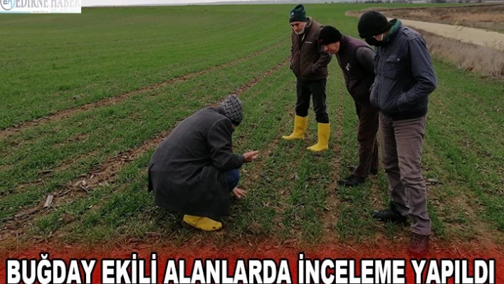 Buğday ekili alanlarda inceleme yapıldı