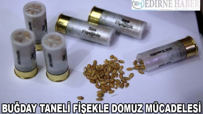 Çiftçiden 'buğday taneli fişekle' domuz mücadelesi