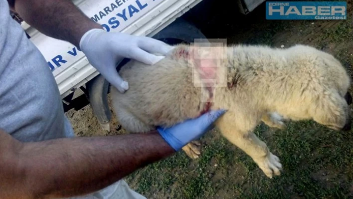 Yaralı köpeği tedavi edildi