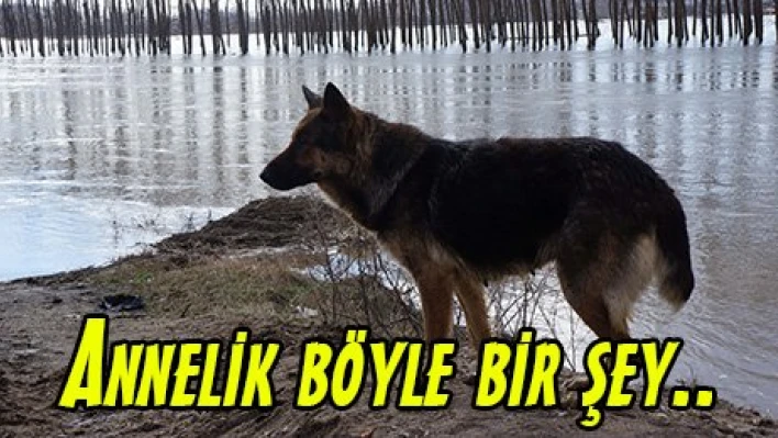 Annelik böyle bir şey..