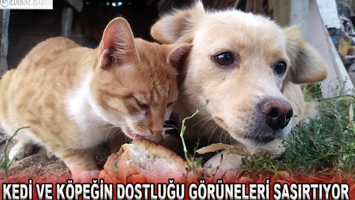 Kedi ve köpeğin dostluğu görenleri şaşırtıyor