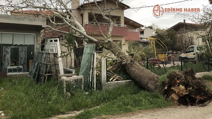 100 yıllık ağaç devrildi