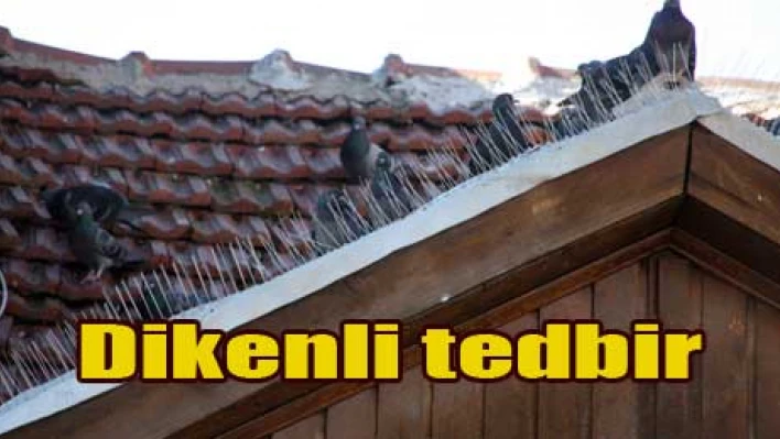Kuşlardan korunma