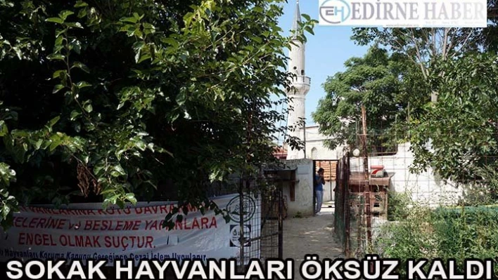 Edirne'nin sokak hayvanları öksüz kaldı